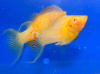 Моллинезия оранжевая альбино парусный (Poecilia velifera Gold Molly sailfin)