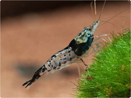 Креветка Рили Карбон  ( Neocaridina cf. davidi `Rili Shrimp` Carbon)