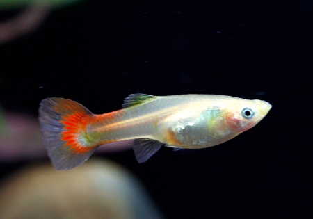 Гуппи розовый фламинго (Guppy pink flamingo)