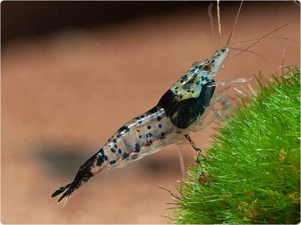 Креветка Рили Карбон  ( Neocaridina cf. davidi `Rili Shrimp` Carbon)