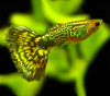 Гуппи кобра зеленая (Guppy Cobra green)