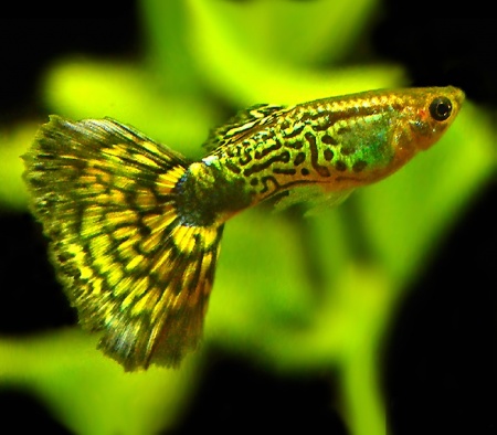 Гуппи кобра зеленая (Guppy Cobra green)