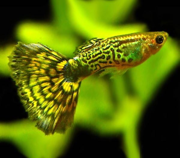 Гуппи кобра зеленая (Guppy Cobra green)