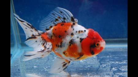 Оранда ситцевая  (Goldfish Oranda calico)