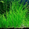 Валлиснерия карликовая (vallisneria nana)