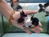 Оранда панда (Goldfish Oranda panda)