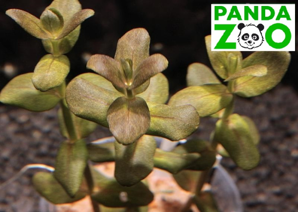 Bacopa salzmanii- Бакопа зальцмани L174
