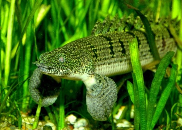 Полиптерус Дельгези (Polypterus delhezi) 5-7 см