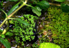 Хемиантус микрантемоидес (Hemianthus Micranthemoides)