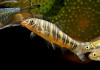 Боция Стриата полосатая (Botia striata) 5 см