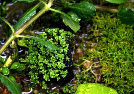 Хемиантус микрантемоидес (Hemianthus Micranthemoides)