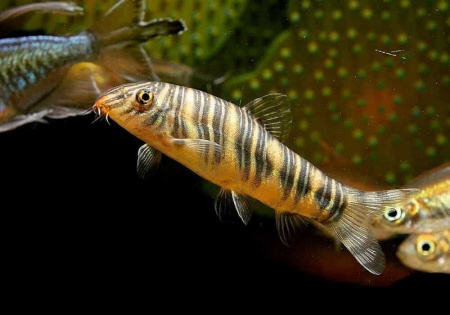 Боция Стриата полосатая (Botia striata) 5 см