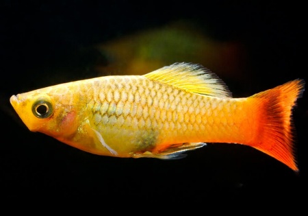 Пецилия пестрая радужная (Xiphophorus variatus sunset rainbow Platy)