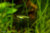 Микрорасбора Кубота (Microdevario kubotai) 1,1-1,2 м