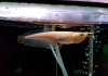 Арована Южноамериканская альбинос (Osteoglossum bicirrhosum albino) 10-12см