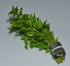 Альтернантера бетзикиана зеленая (Alternanthera bettzickiana Green)