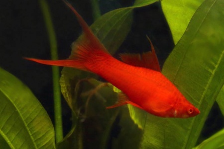 Меченосец Геллера красный лирохвостый (Xiphophorus helleri Red Lyretail)