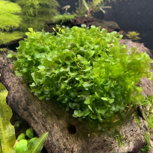 Мох  Ломариопсис линеата (Lomariopsis lineata)