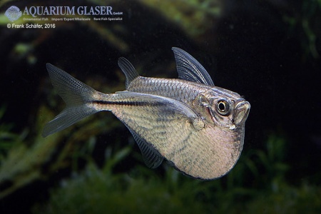 Клинобрюшка обыкновенная (Gasteropelecus sternicla)