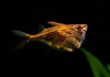 Карнегиелла мраморная (Carnegiella strigata)