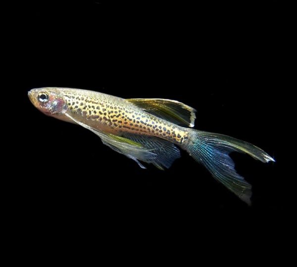 Данио леопардовый вуалевый (Danio frankei long)
