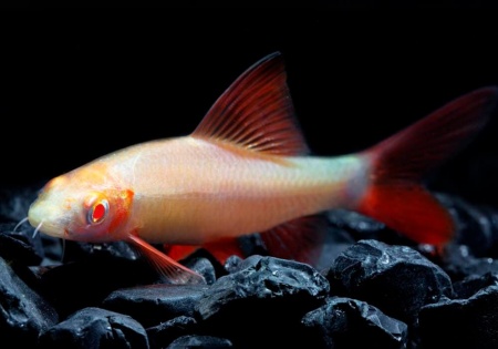 Лабео альбинос (Labeo frenatus albino)