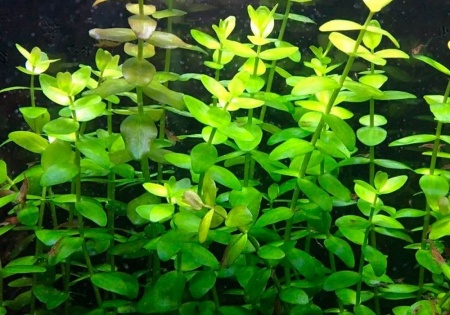 Бакопа каролинская (Bacopa caroliniana)