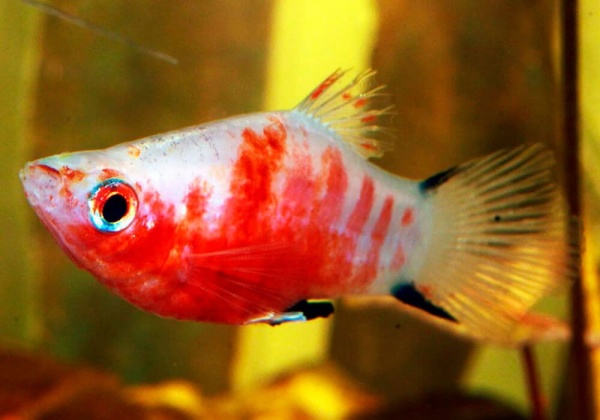 Пецилия красное сердце (Xiphophorus maculatus Bleeding Heart Platy)