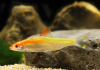 Барбус денисони золотой (Barbus denisonii gold)