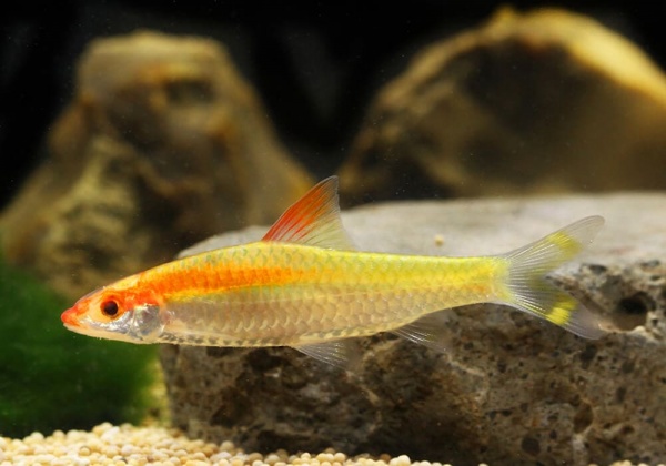 Барбус денисони золотой (Barbus denisonii gold)