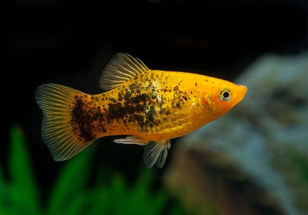 Пецилия закат смокинг (Xiphophorus maculatus sunset toxedo Platy)
