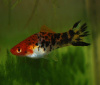 Меченосец Геллера трехцветный (Xiphophorus helleri Tricolor)