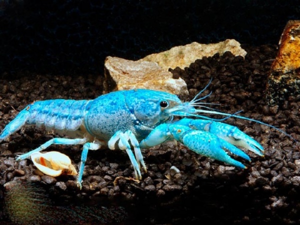 Рак Флоридский голубой, синий (Procambarus alleni)