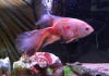 Цихлида Астронотус вуалевый тигровый альбинос (astronotus-ocellatus-long-finned albino)