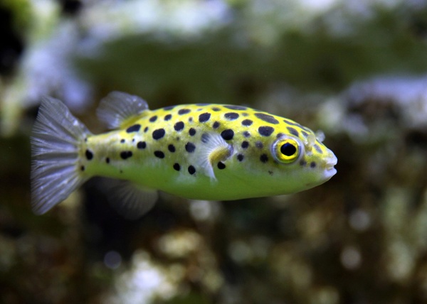 Тетрадон зеленый (Tetraodon fluviatilis)