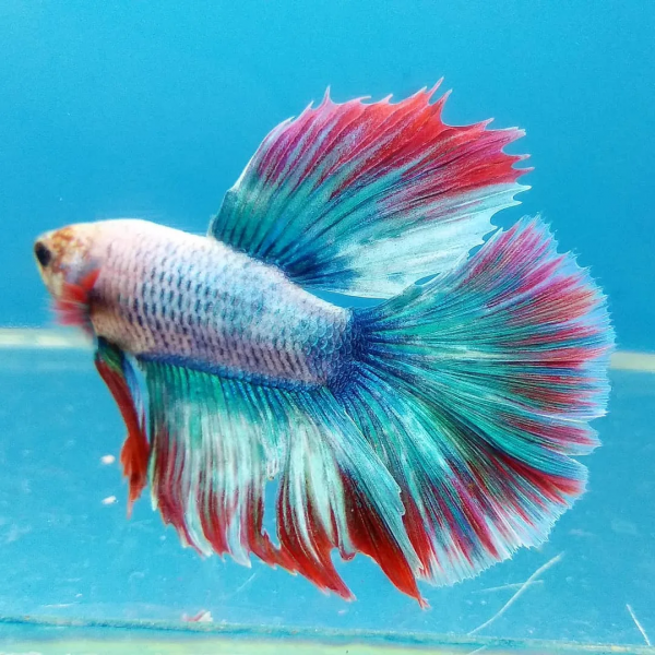 Петушок Халф Мун двухвостый Фанси самец (Betta splendens Halfmoon fancy)