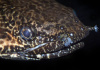 Полиптерус Орнатипиннис (Polypterus ornatipinnis) 15-16 см