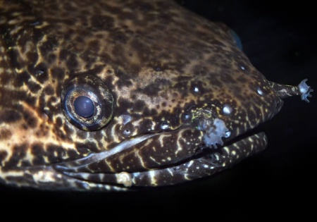 Полиптерус Орнатипиннис (Polypterus ornatipinnis) 15-16 см
