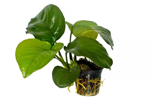 Анубиас Бартера каладиолистный (Anubias barteri var caladiifolia)