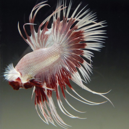 Петушок Коронохвостый Платиново  Красная Бабочка (Betta Male MILKY RED DRAGON BUTTERFLY)