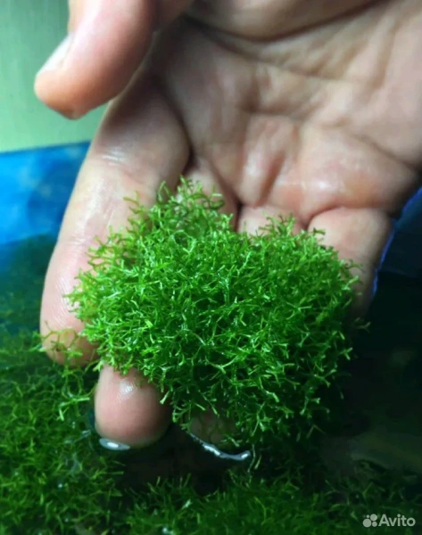 Риччия Флуитанс плавающая (лат. Riccia fluitans L.) Мох 