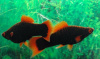 Меченосец Геллера черный Красноплавничный (Xiphophorus helleri Black)