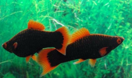 Меченосец Геллера черный Красноплавничный (Xiphophorus helleri Black)
