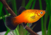Пецилия золотая чернохвостая  (Xiphophorus maculatus gold blacktail Platy)