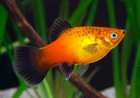 Пецилия золотая чернохвостая  (Xiphophorus maculatus gold blacktail Platy)