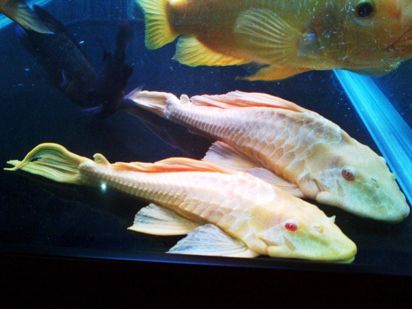 Плекостомус Альбинос (Hypostomus plecostomus) альбинос   4,5-5 см.