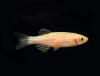 Данио рерио золотой (Danio rerio gold)