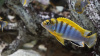  Лабидохромиса Хонги (Labidochromis sp. 'Hongi') 