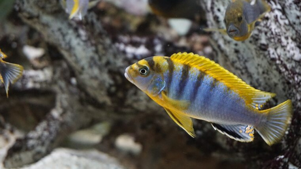 Лабидохромиса Хонги (Labidochromis sp. 'Hongi') 