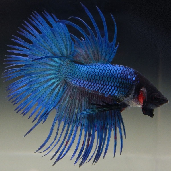 Петушок Коронохвостый синий самец (Betta-splendens-crown-tail-blue )